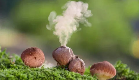 mushroomsaretheanswertoeverything mushroomsaretheanswertoeverything