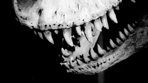 Anarchists have teeth—do anarchist collectives? Anarchists have teeth—do anarchist collectives?