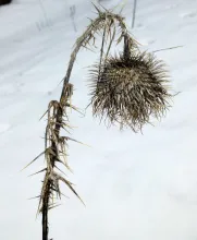 dead thistle
