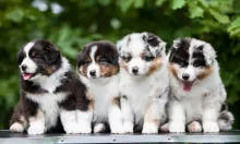 all of these puppies look suspect... to demand hugz and petz <3