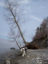 a tree falling into the great lakes a tree falling into the great lakes