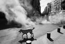 dog dog