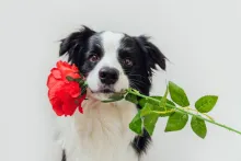 This Rose Has Thorns 2024 This Rose Has Thorns 2024