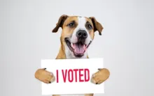 no dogs actually voted in the making of this image “Should Anarchists Vote?” is the Wrong Question