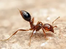 Fire Ant Journal #19 Out Now! Fire Ant Journal #19 Out Now!