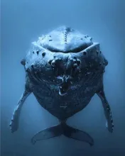 a sleeping whale a sleeping whale