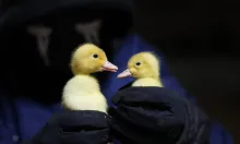 if it quacks like a duck, and walks like a duck...LIBERATE 41 DUCKS FROM A BARN. 2 ducklings being held in two gloved hands
